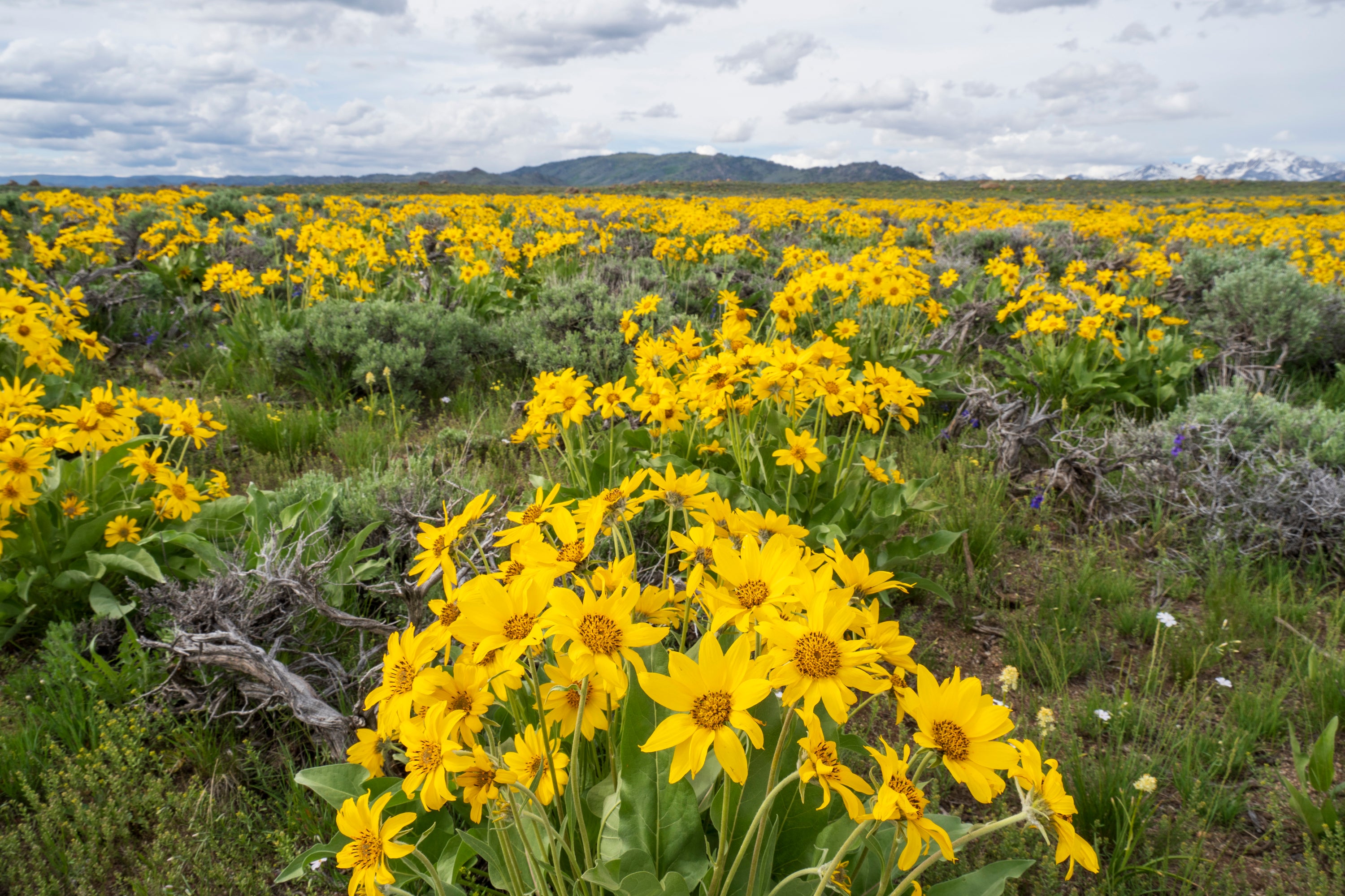 Tour the Golden Triangle, the Crown Jewel of the Sagebrush Steppe | Audubon