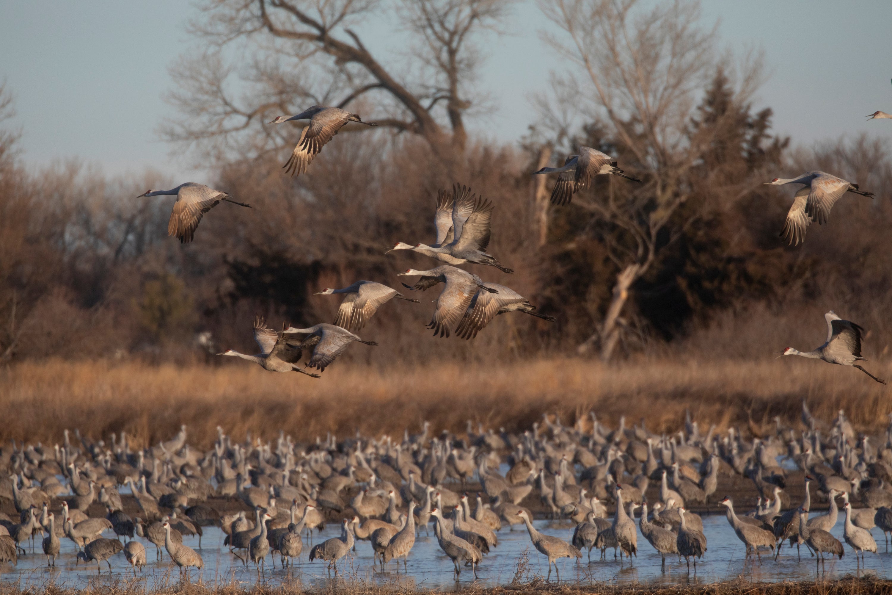Sandhill Cranes in flight
