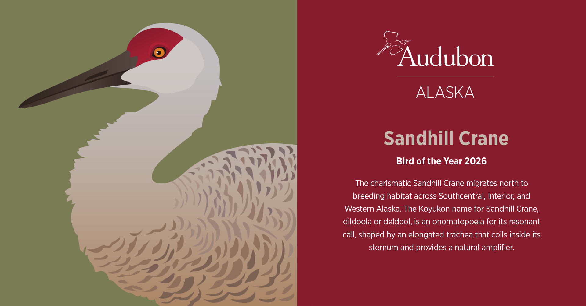 Illustrated profile of crane