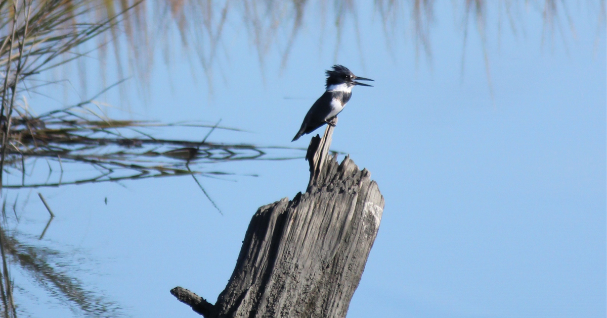 New Mexico Legislative Session Ends with Significant Investments in Rivers and Habitat New Mexico Legislative Session Ends with Significant Investments in Rivers and Habitat