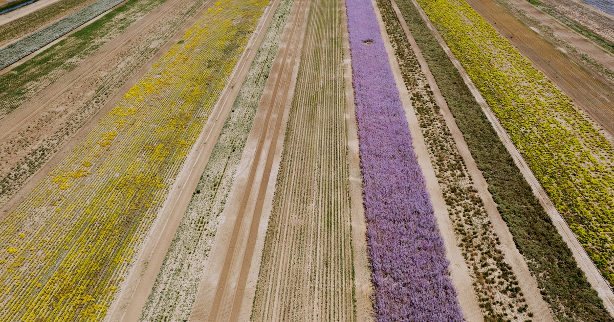 Inside the Movement to Grow More Native Seeds—and Why It Matters More Than Ever Inside the Movement to Grow More Native Seeds—and Why It Matters More Than Ever