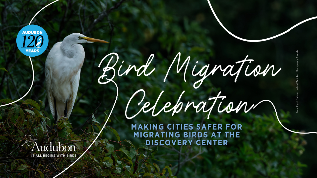 Text reads: Bird Migration Celebration: Making Cities Safer for Migrating Birds at the Discovery Center