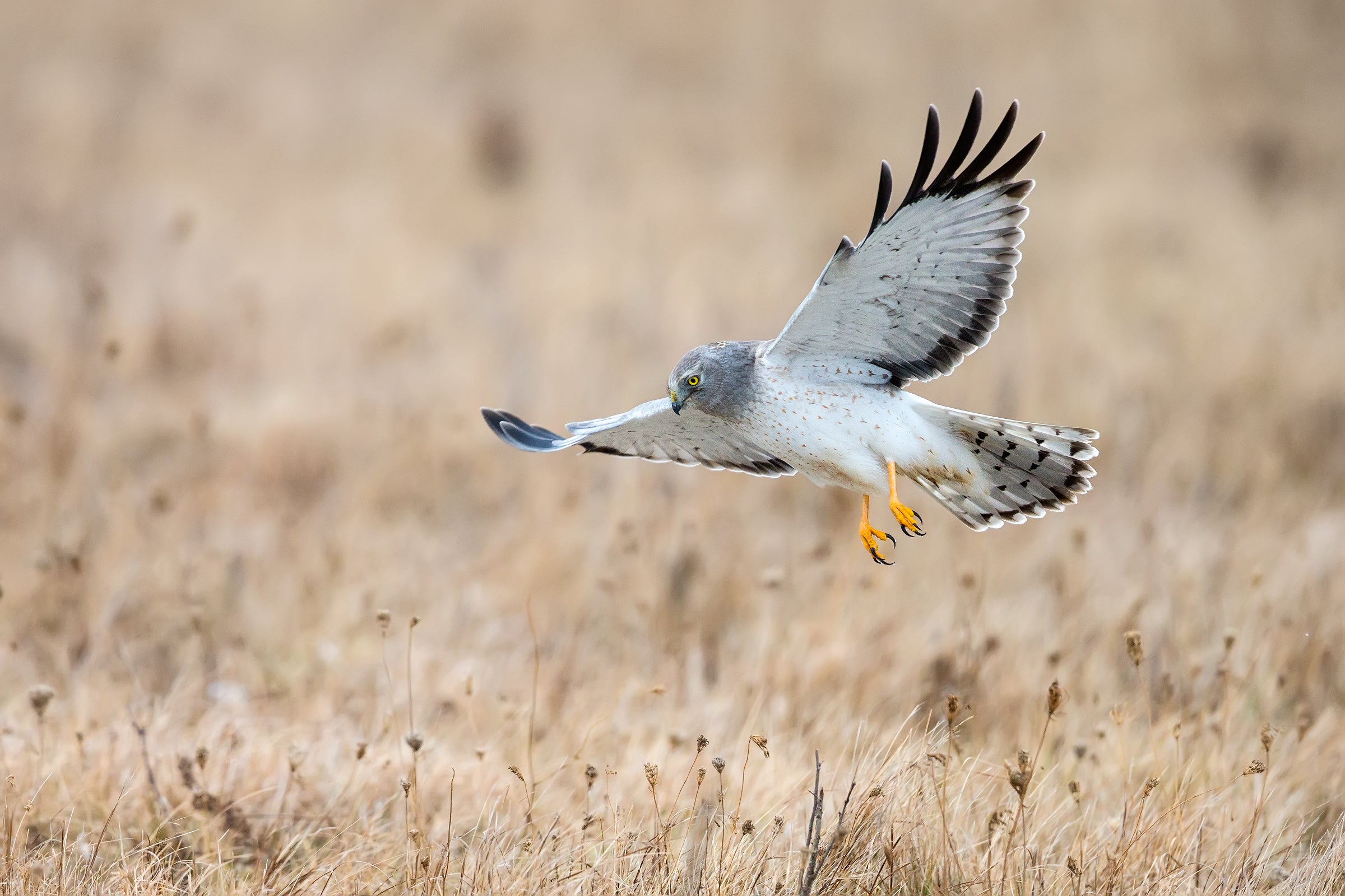 A Northern Harrier swoops down into a field of dry grasses.