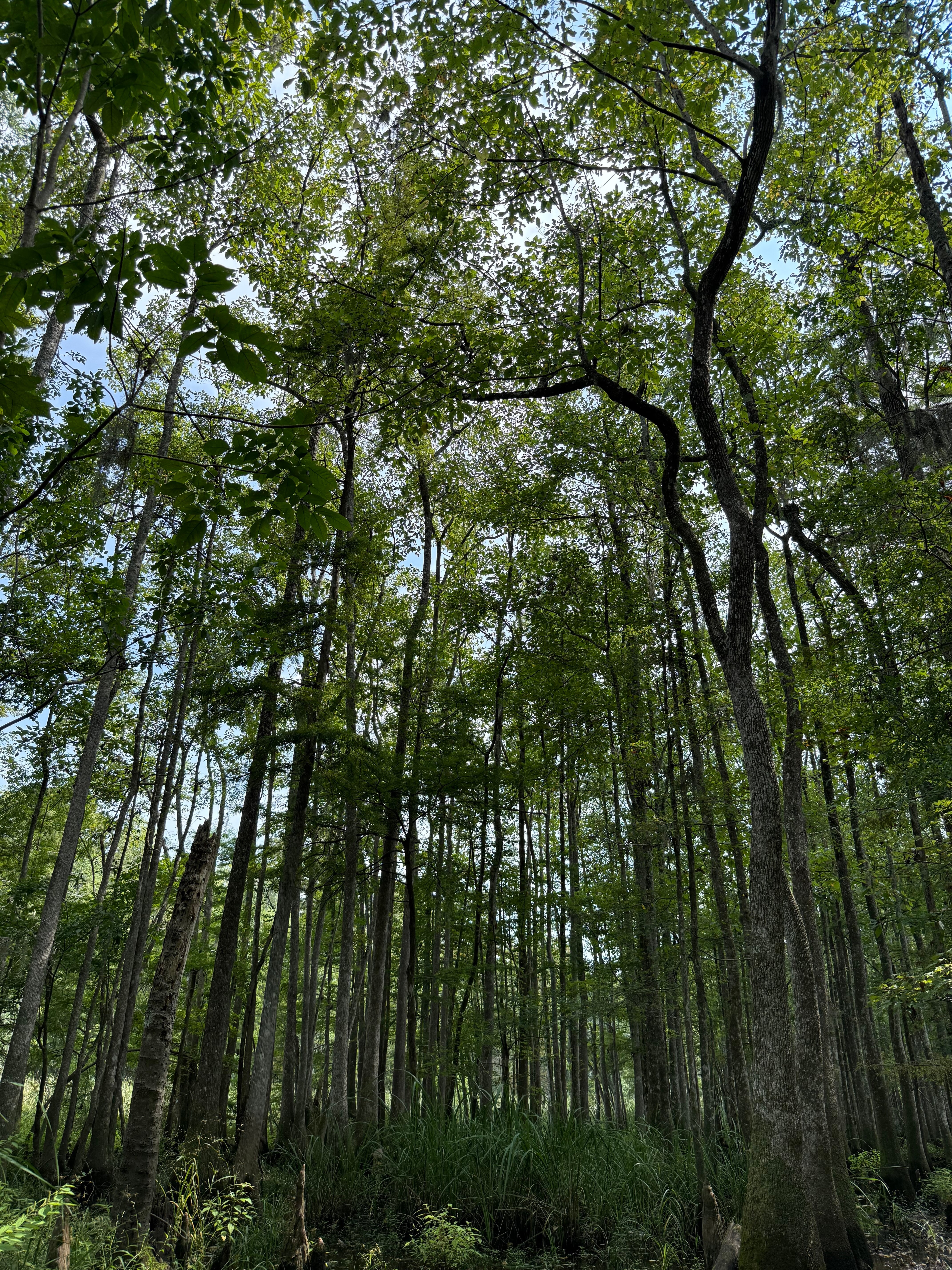 A forest canopy and blue skies.