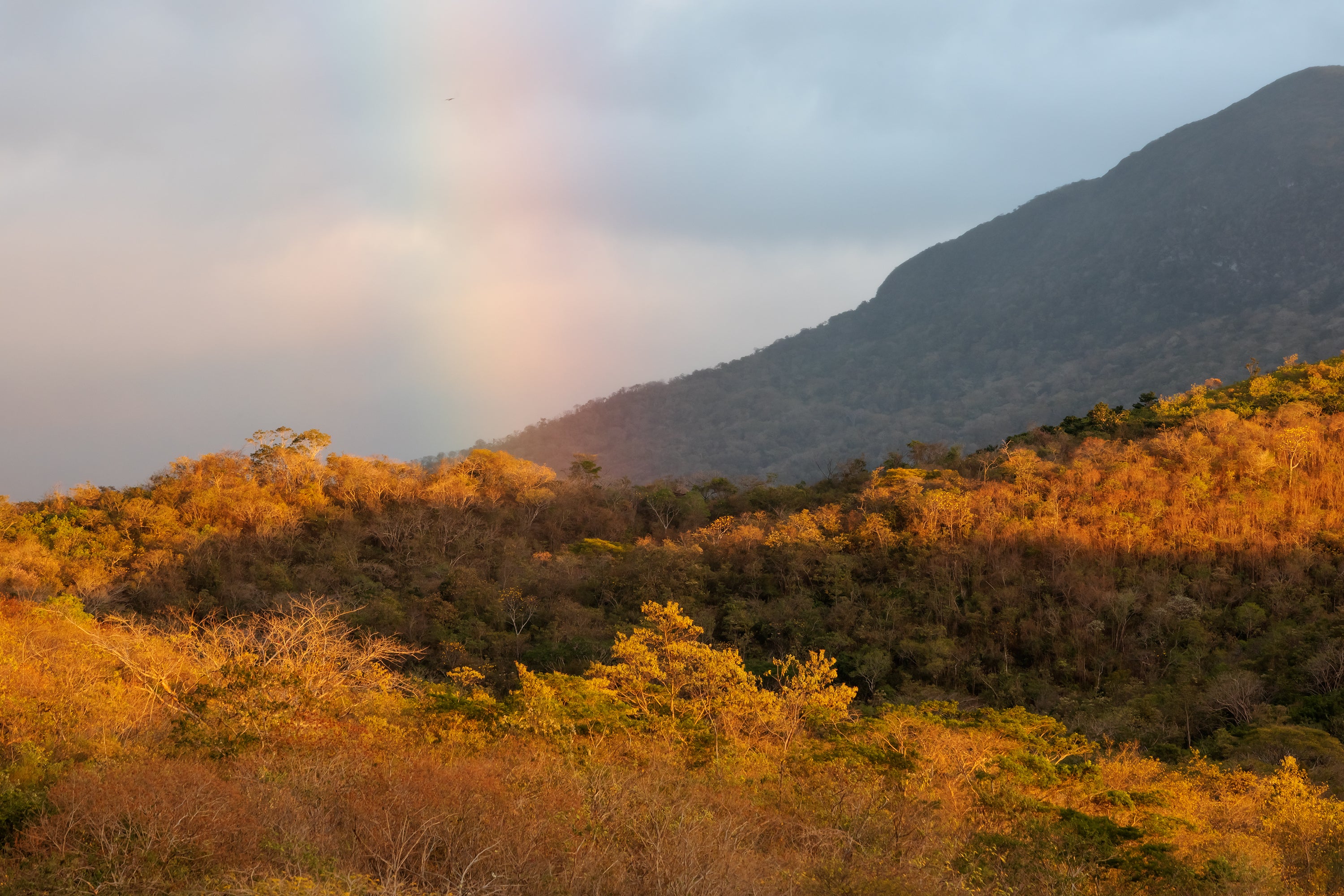 Landscape of a rainbow over fall trees.