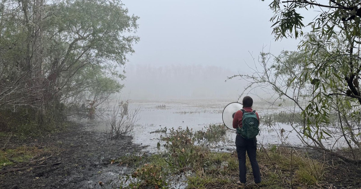 Corkscrew Swamp Sanctuary Aids with Merlin Bird Sound Recognition Corkscrew Swamp Sanctuary Aids with Merlin Bird Sound Recognition