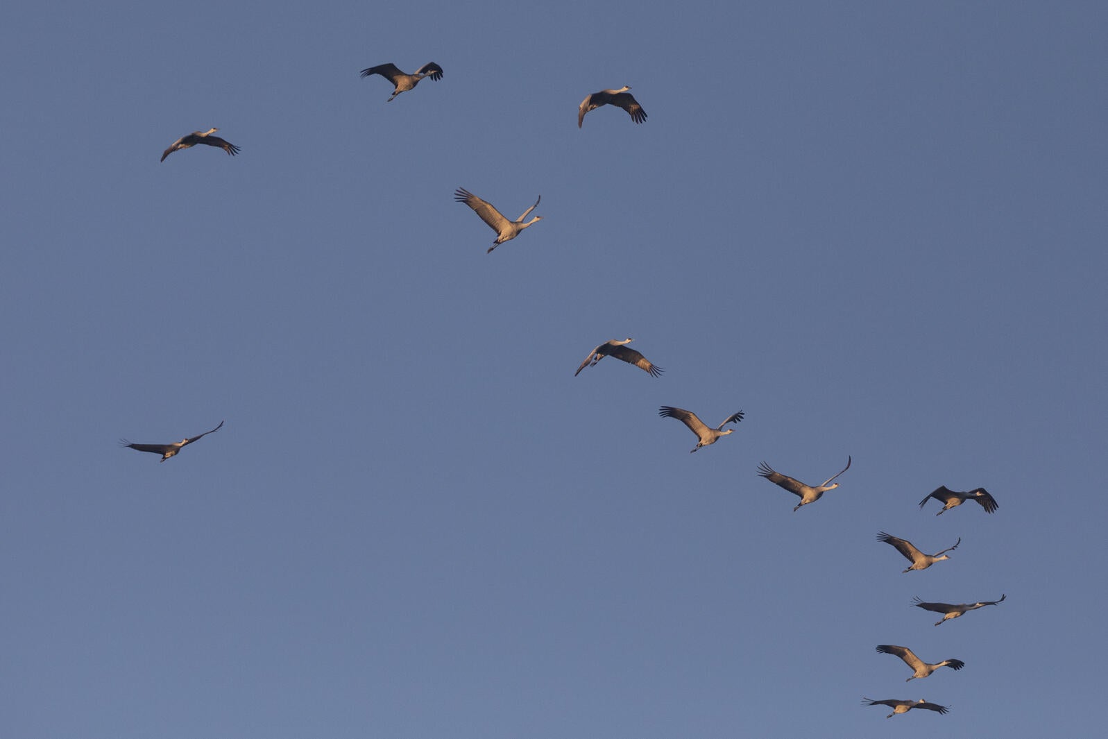Sandhill Cranes at sunset, viewed from a discovery station along the Platte River at Iain Nicolson ̽����ѡ Center at Rowe Sanctuary. 