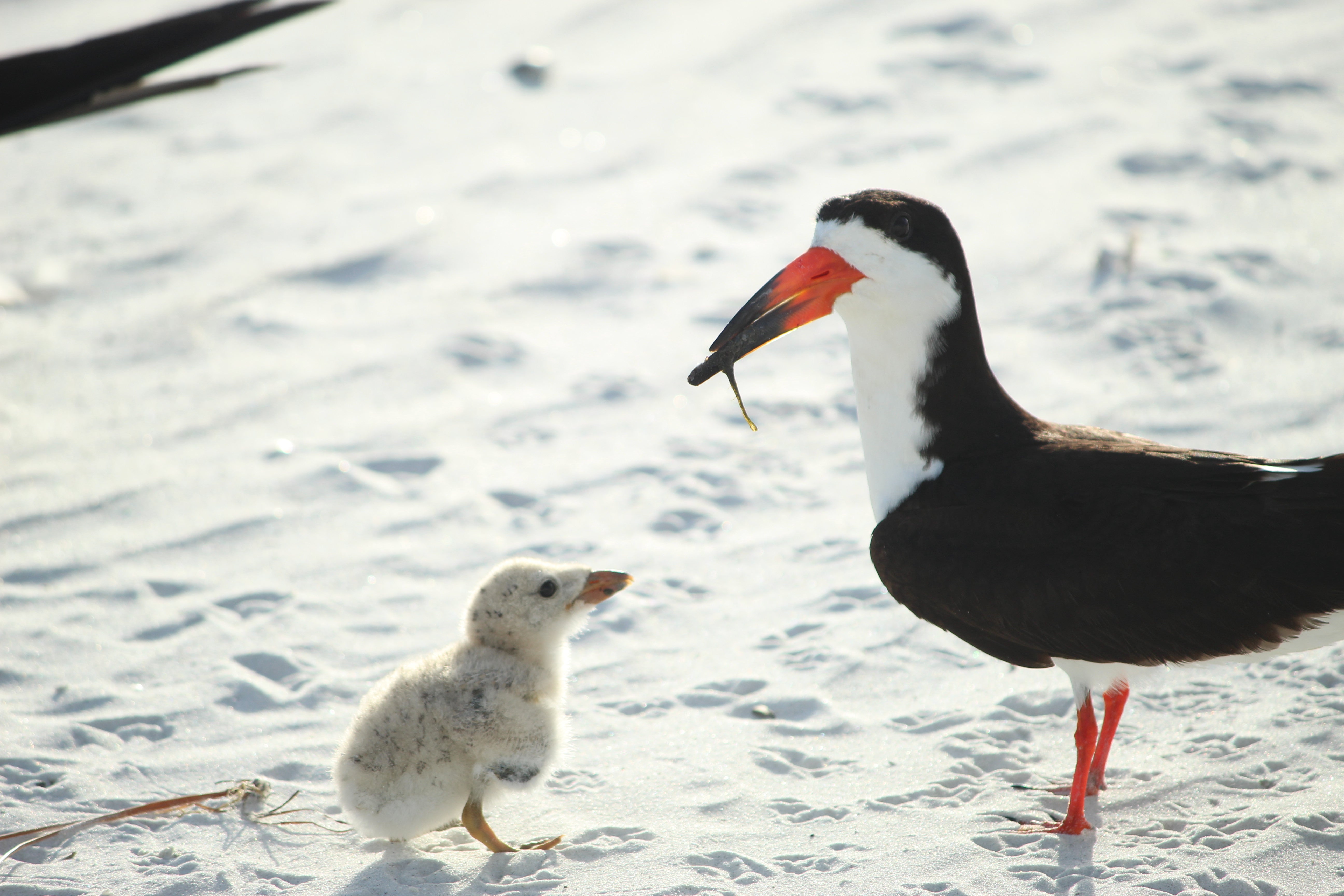 A black-and-white seabird with chick