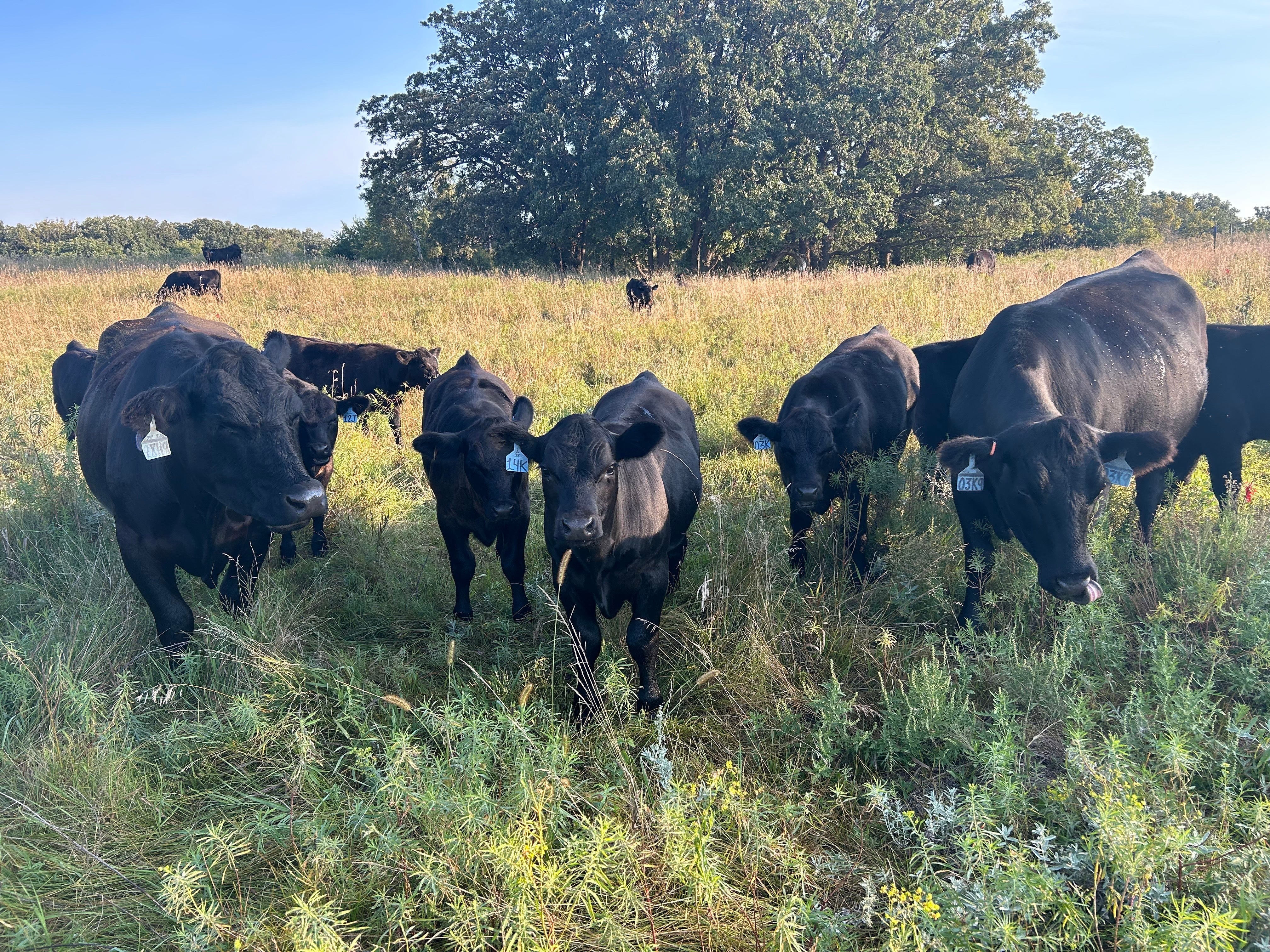 Cows and calves from the NDSU herd graze on the Albert K. Ekre Grassland preserve in southeastern ND