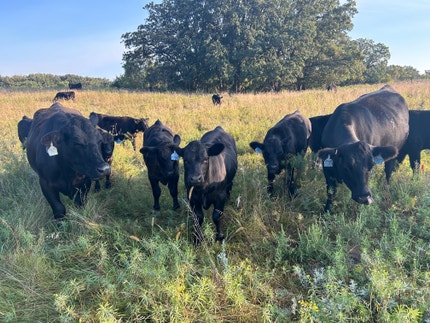 Cattle grazing on conservation-focused ranch land