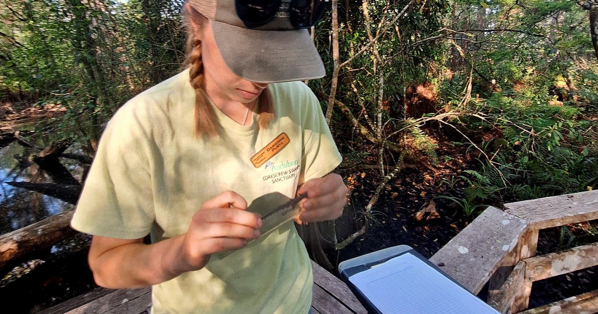 A Day in the Life: Corkscrew Swamp Sanctuary Research Associate A Day in the Life: Corkscrew Swamp Sanctuary Research Associate