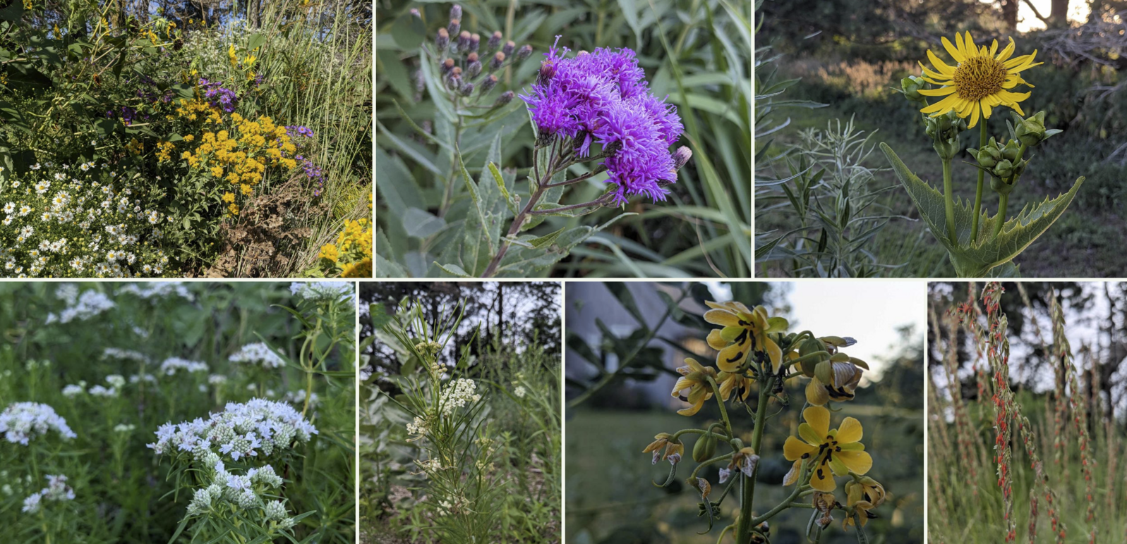 seven native plant species 