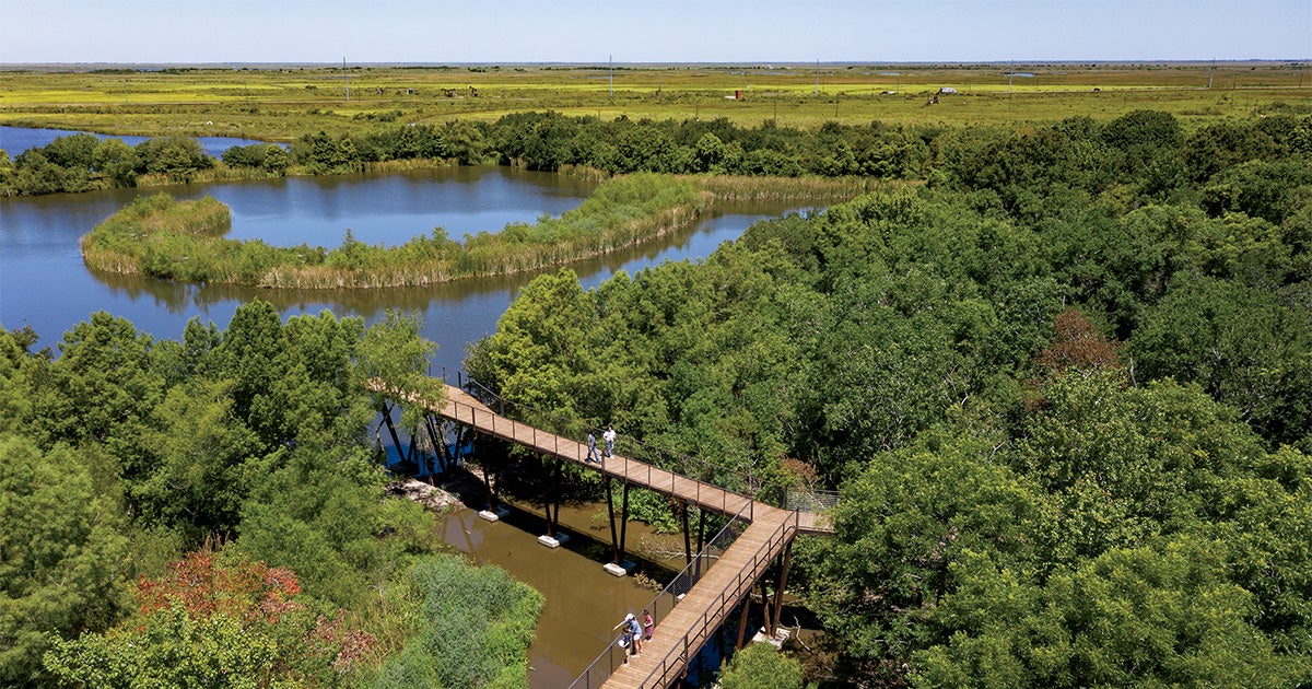 Got to 7 Canopy Walks Where You Can Get a Bird’s-Eye View of Spring Migration article