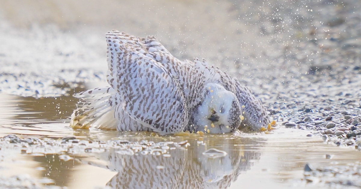 Our 10 Favorite Bird Videos From the 2025 Audubon Photography Awards Our 10 Favorite Bird Videos From the 2025 Audubon Photography Awards