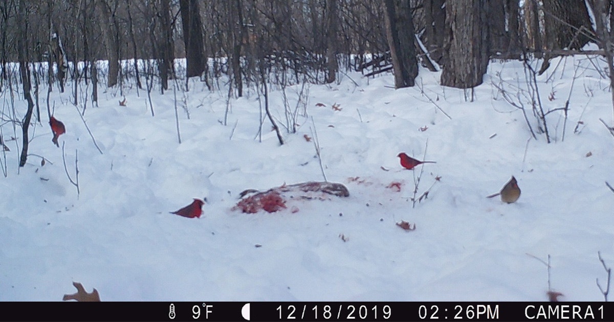 What’s a Northern Cardinal Doing at a Pile of Deer Guts? Chowing Down. What’s a Northern Cardinal Doing at a Pile of Deer Guts? Chowing Down.