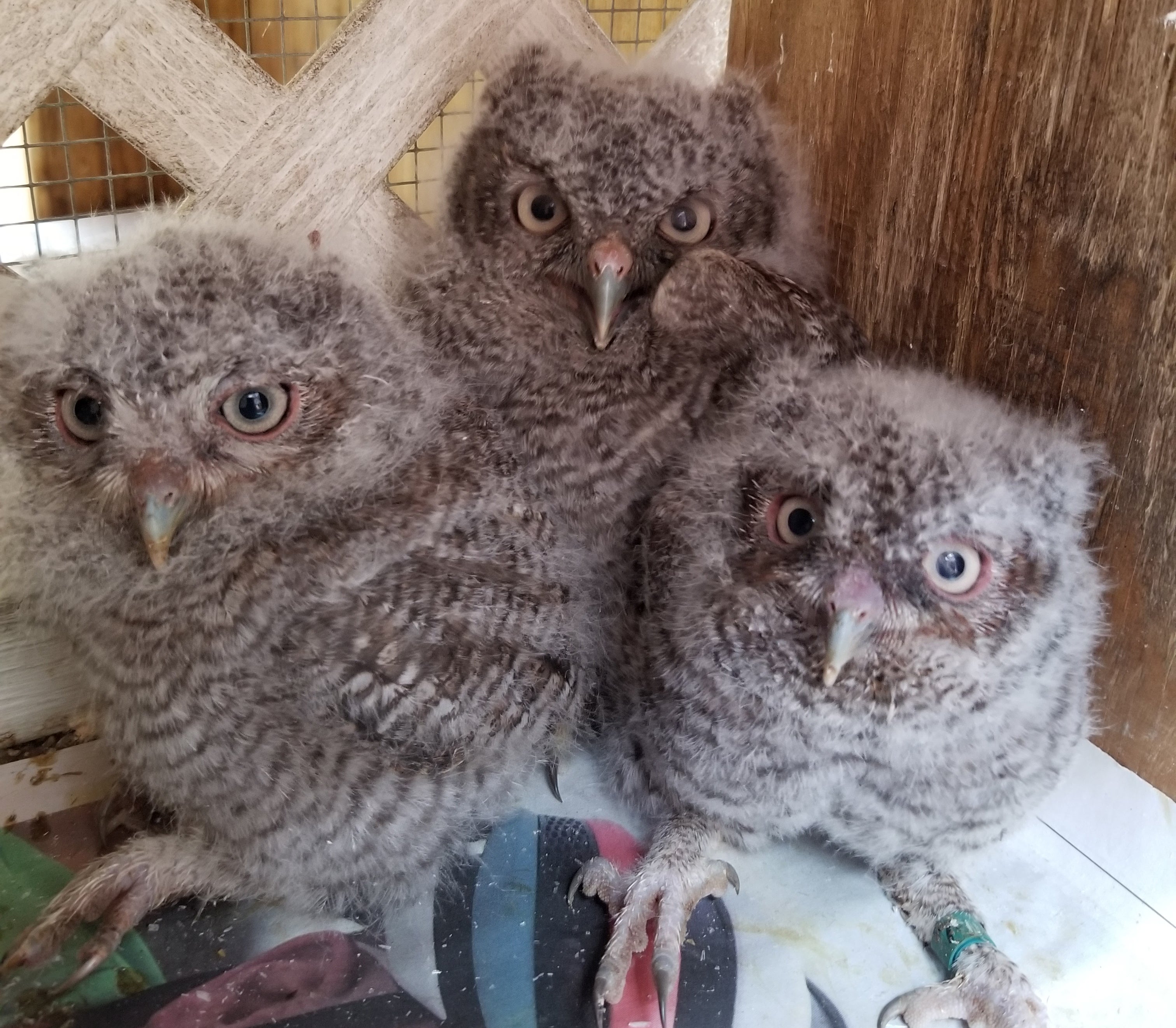 Three fuzzy owlets huddled in an enclosure