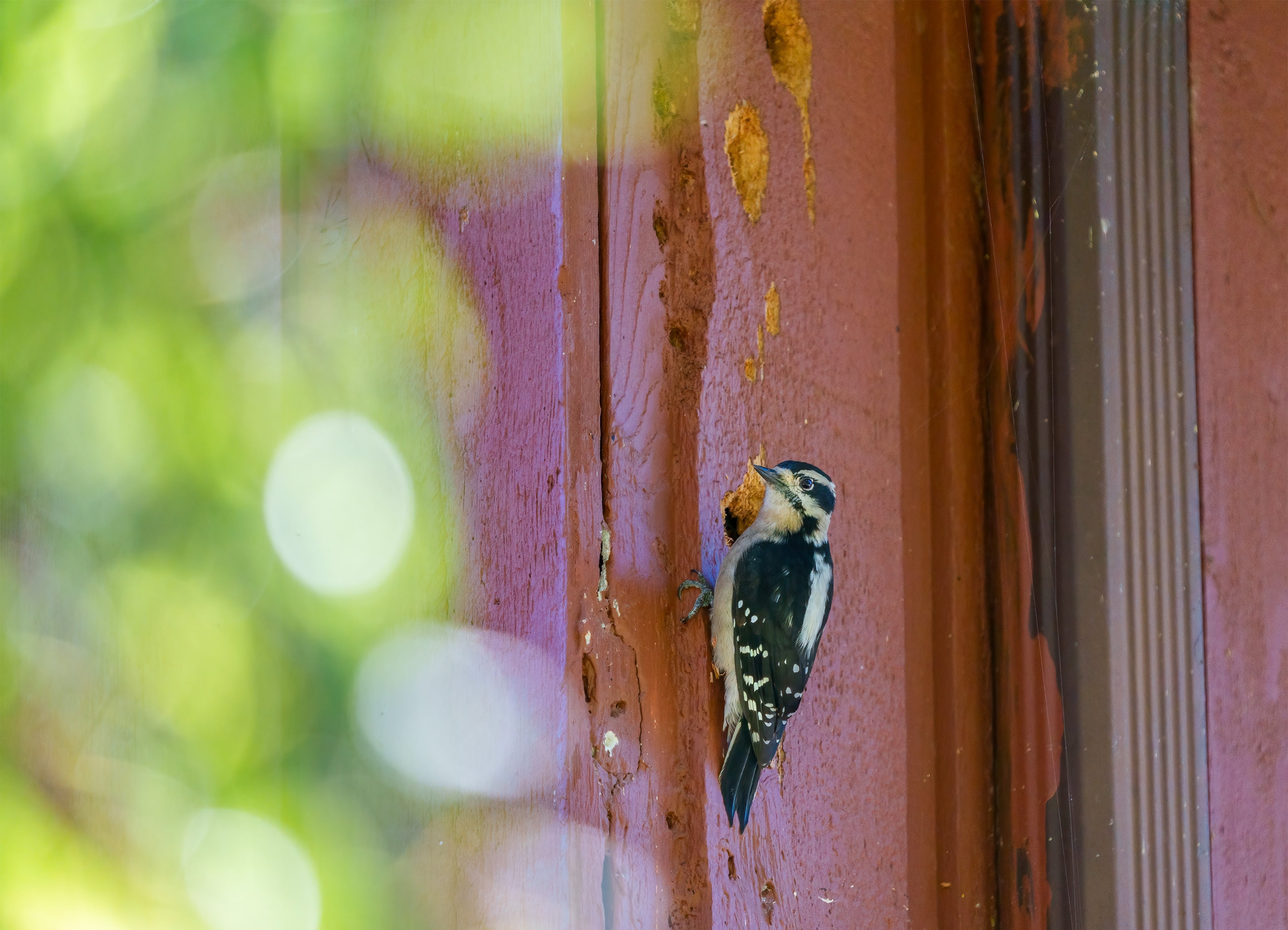 A Downy Woodpecker perches on the side of a house next to the holes and other damage she has made in the wood.
