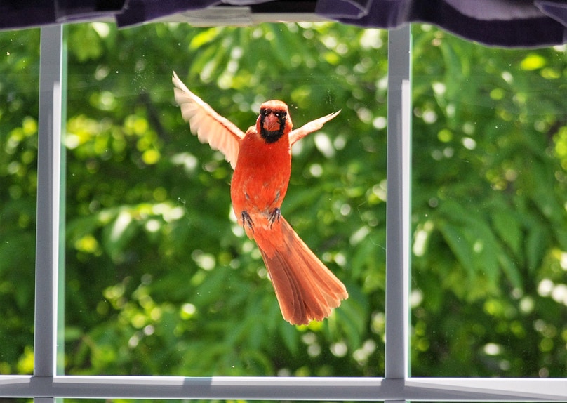 Northern Cardinal. Photo: Cwhiteway/Shutterstock A Northern Cardinal hovering in front of a window fighting its reflection.