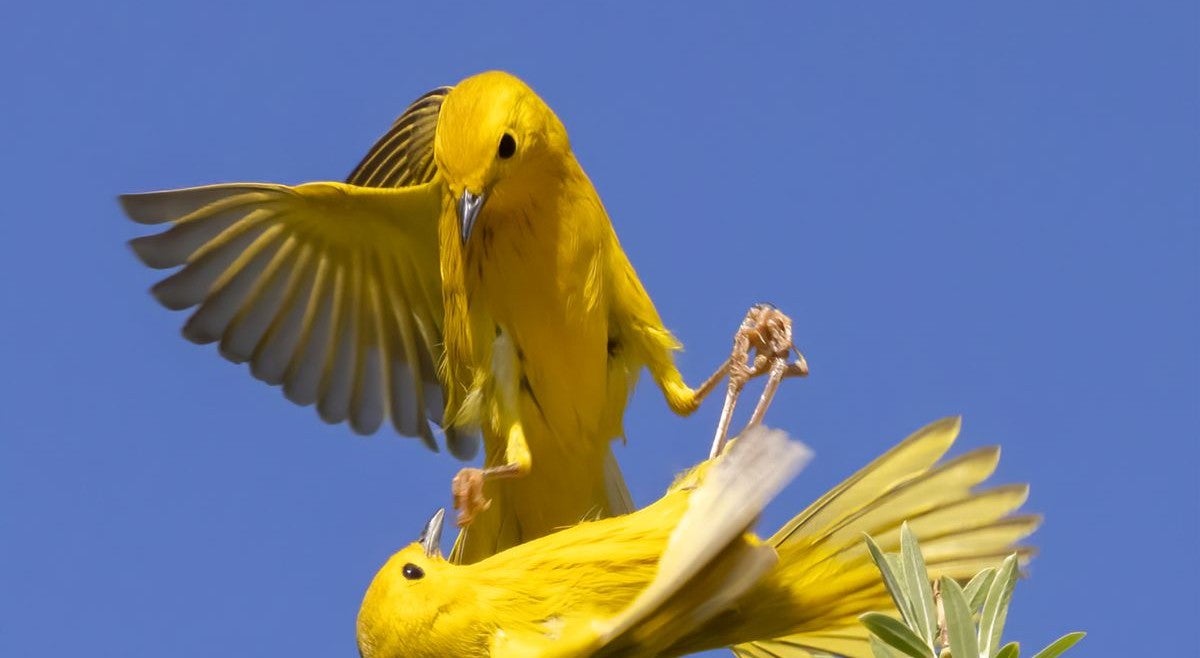 Two Northern Yellow Warblers tussle with each other in mid-air.
