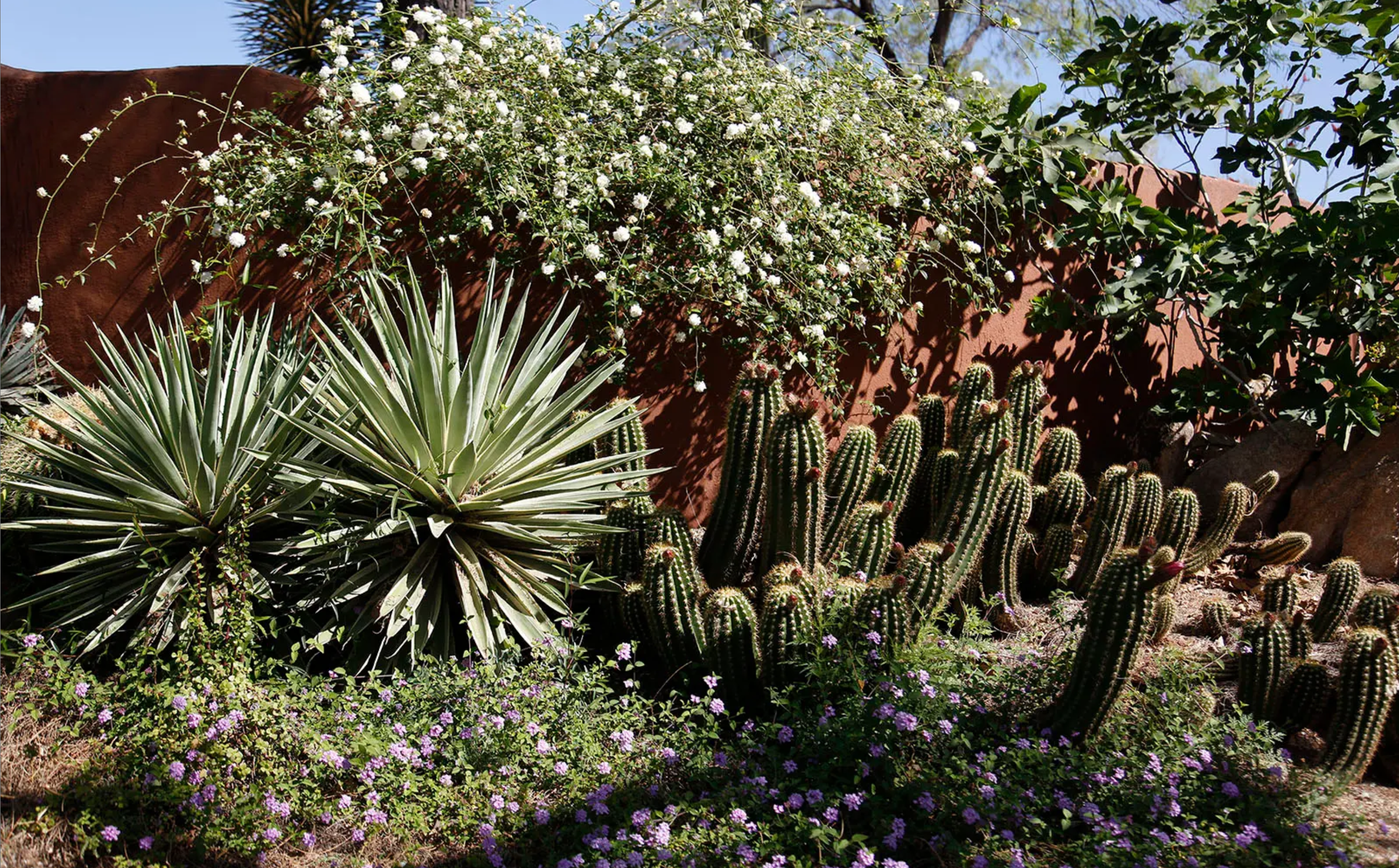 Xeriscape Urban Landscape