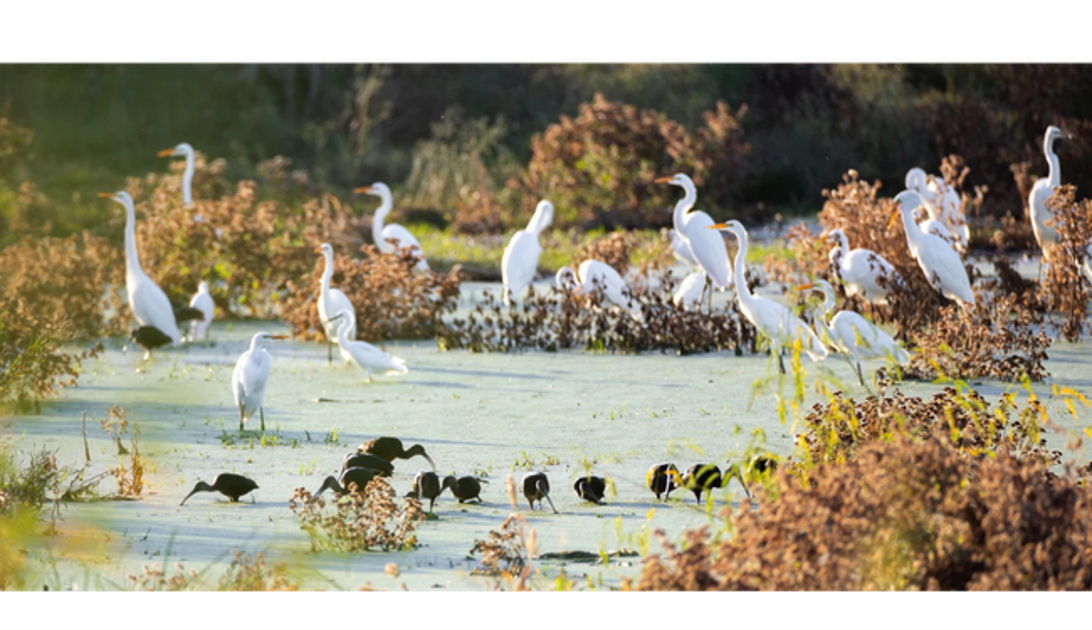 Water for Birds and People: A New Chapter at Mitchell Lake Audubon Center Water for Birds and People: A New Chapter at Mitchell Lake Audubon Center