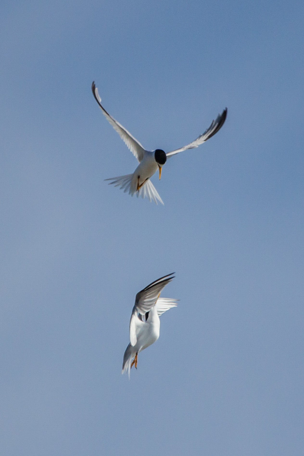 Least Terns, small white and black seabirds appear to be having an altercation mid-flight.
