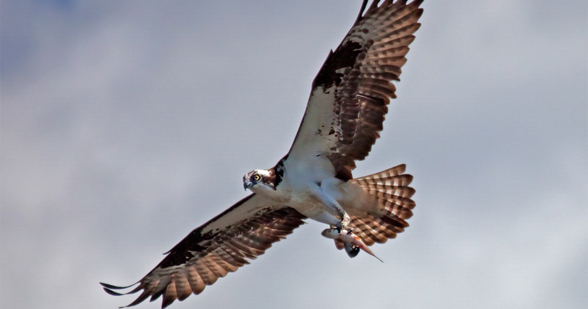 MD Legislative Recap and Budget Defense for Birds MD Legislative Recap and Budget Defense for Birds