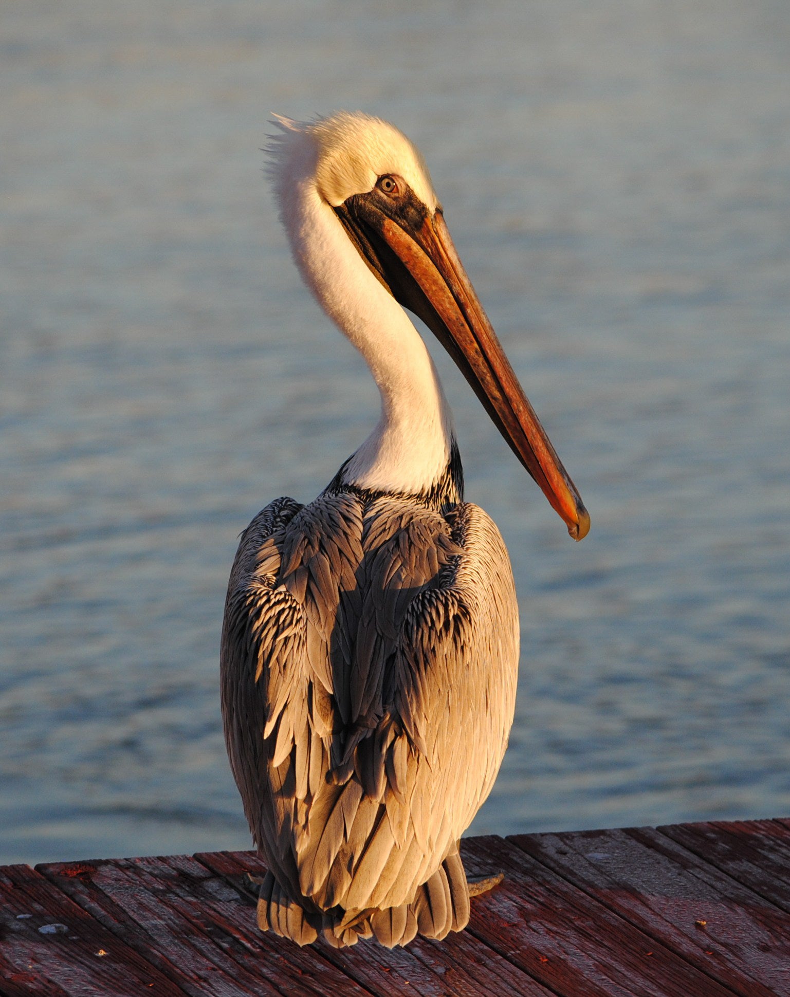 A tall, long-necked seabird sits at the water's edge, appearing to scowl. 