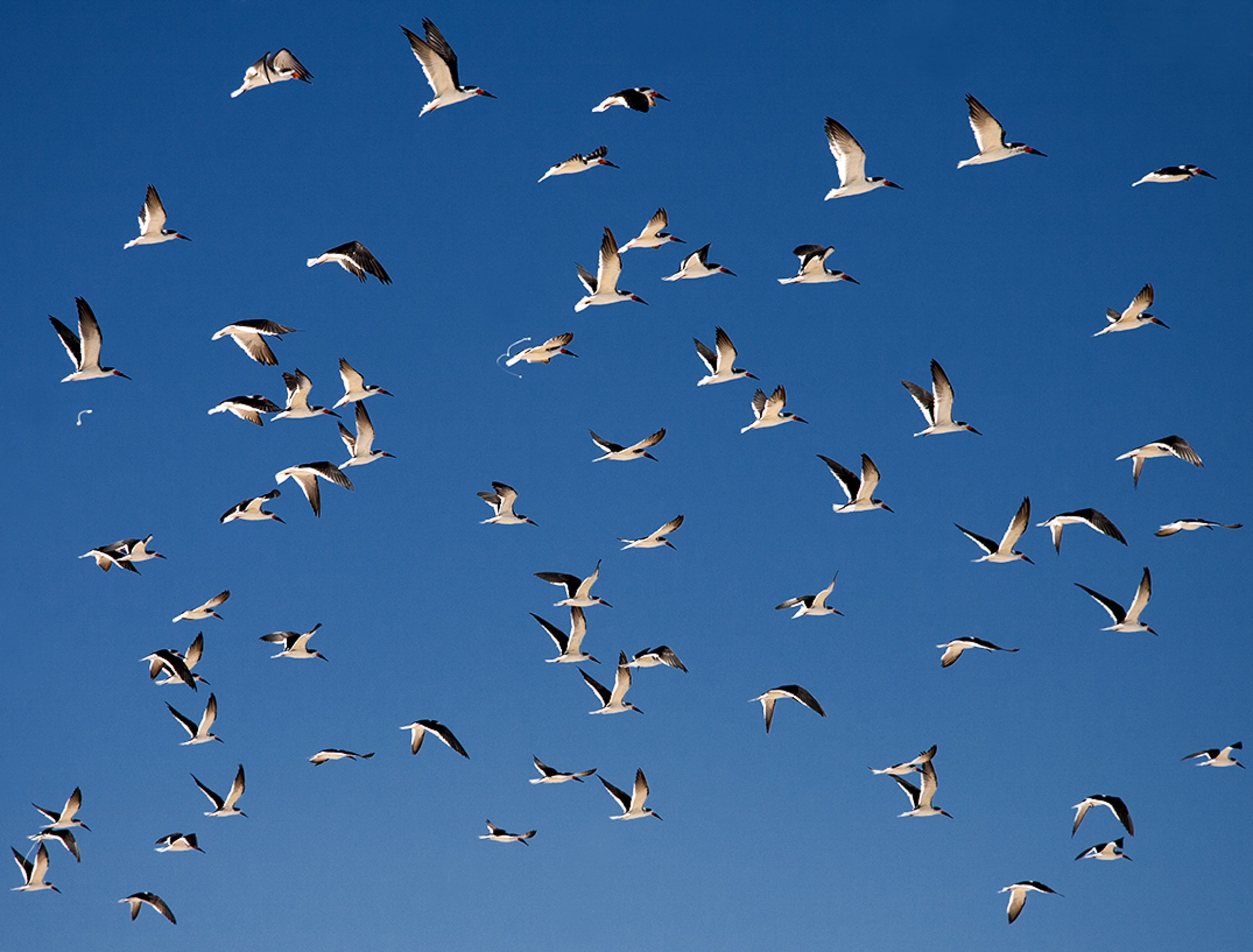 A flock and black and white birds takes flight against a blue sky. 