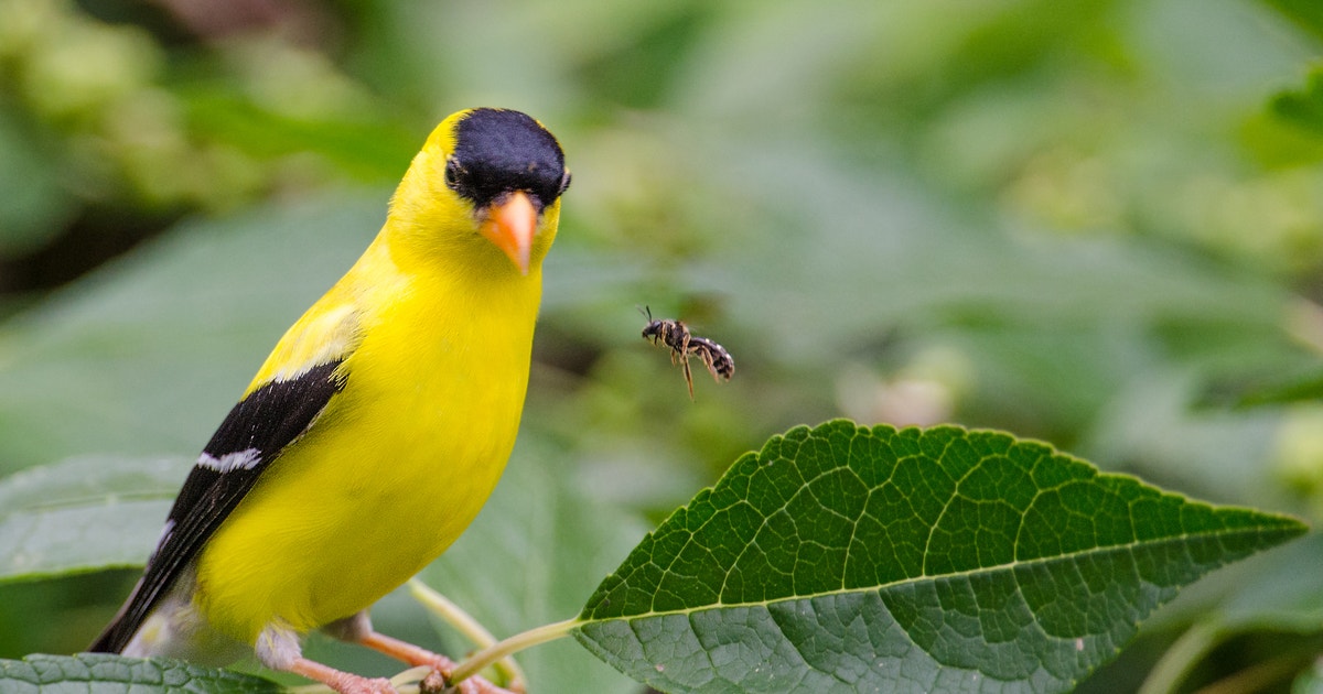 Audubon Texas Selected for 2026 Conservation Wrangler Accelerator Program Audubon Texas Selected for 2026 Conservation Wrangler Accelerator Program