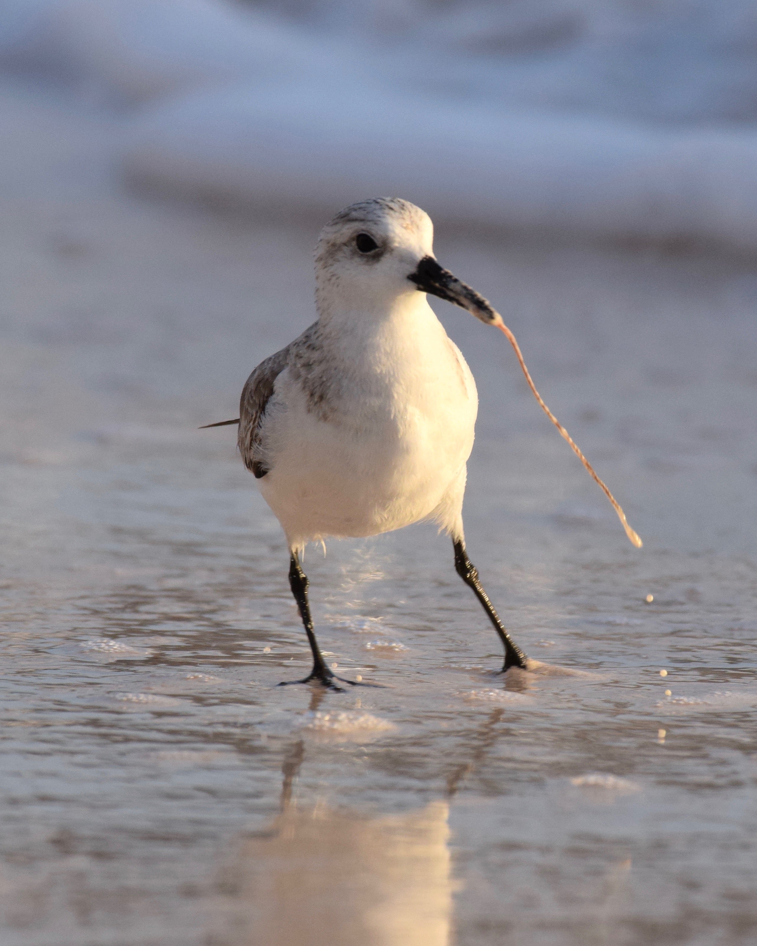 A small white shorebird pulls a long maritime worm in it's bill from the sand