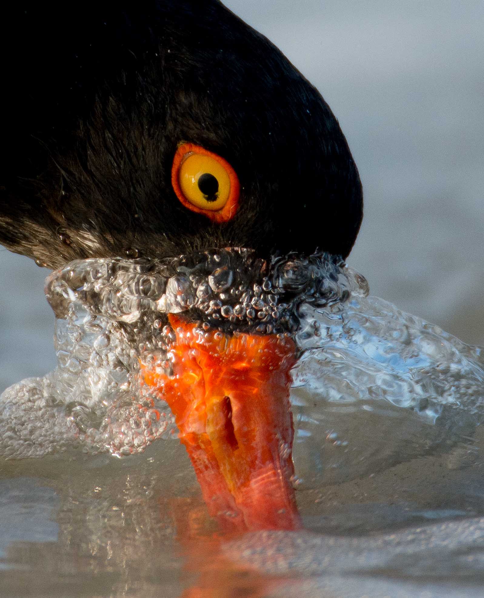 A bird with a black head and orange bill plunges it's head into water