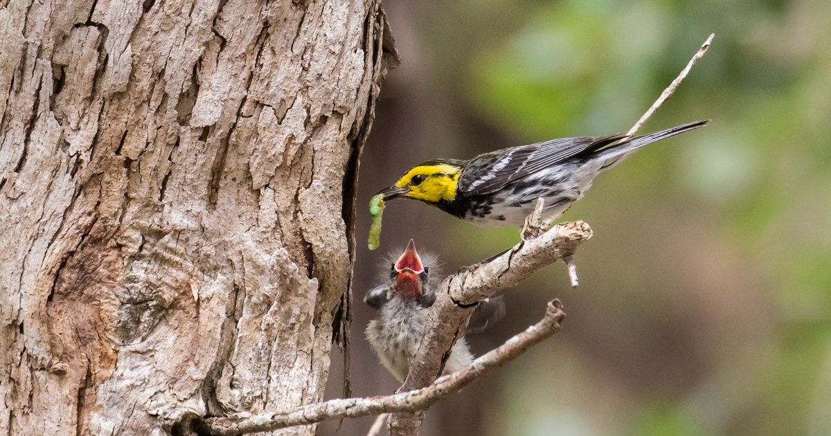 Golden-cheeked Warblers: Texas Born and Raised Golden-cheeked Warblers: Texas Born and Raised