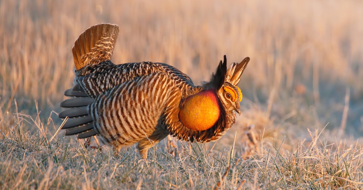 Audubon to Expand Rancher-Powered Conservation for Birds Across 500,000 Grassland Acres Audubon to Expand Rancher-Powered Conservation for Birds Across 500,000 Grassland Acres