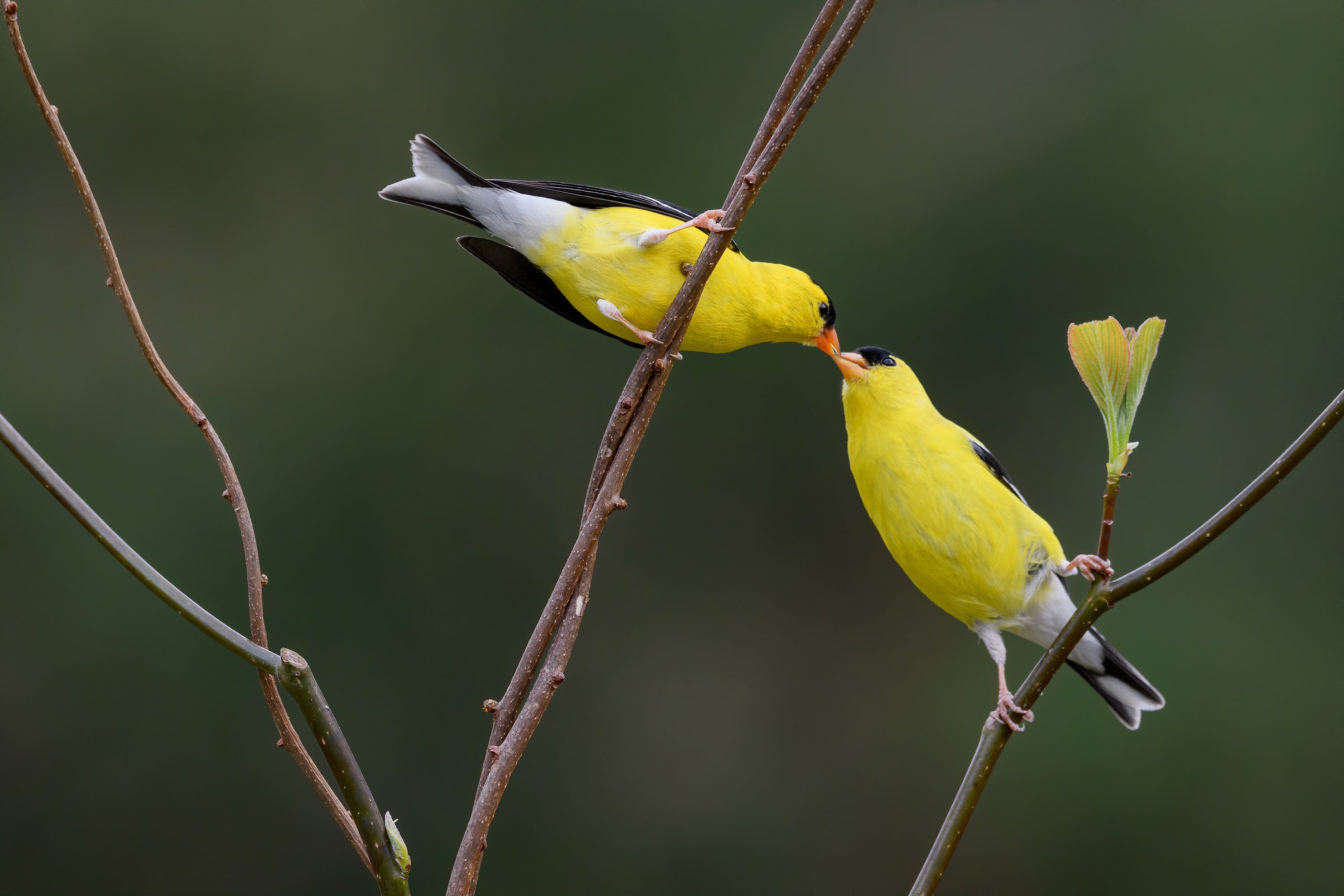 Two goldfinches perched on thin branches lean towards each other, touching beaks.