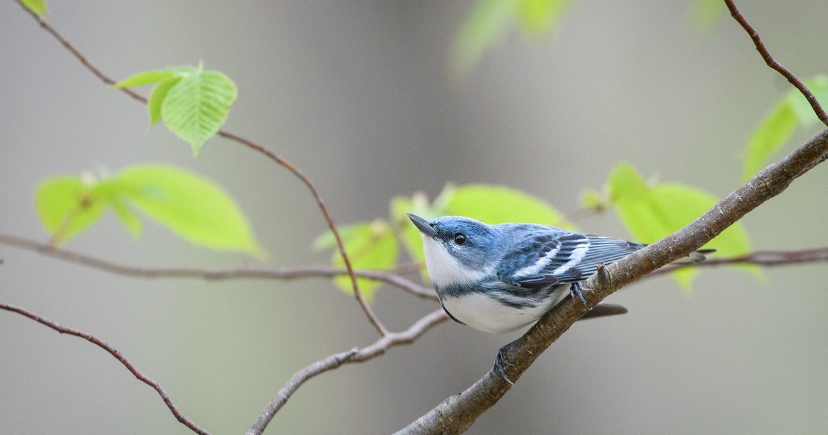 This Earth Day, Hope Soars Through Collective Action This Earth Day, Hope Soars Through Collective Action
