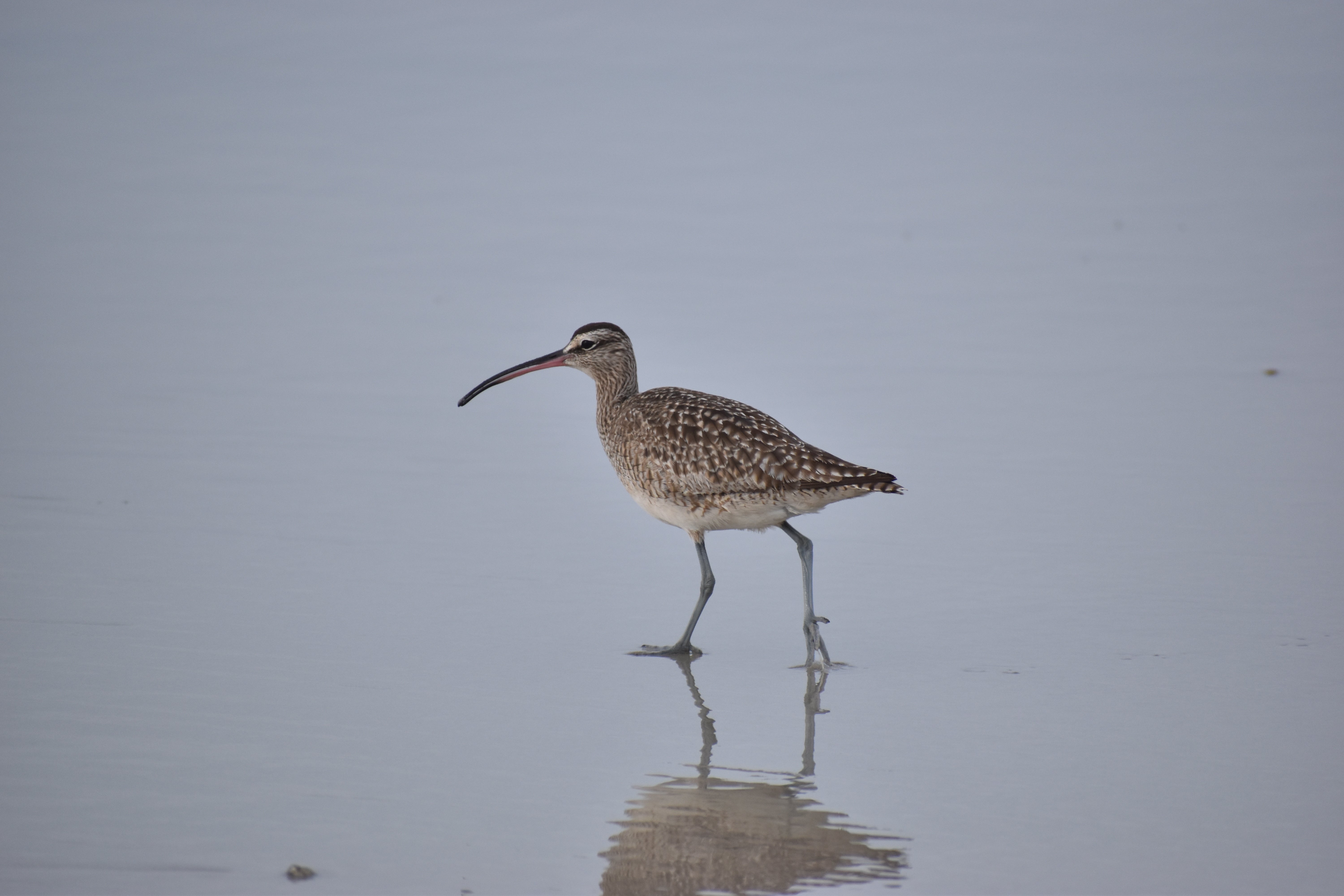 A lone whimbrel, a brown shorebird with a long decurved bill, stands on wet sand 
