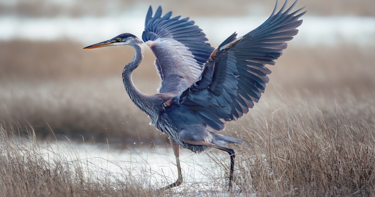New Audubon Report Warns of Maryland’s Salt Marsh Crisis, Charts a Path Forward
