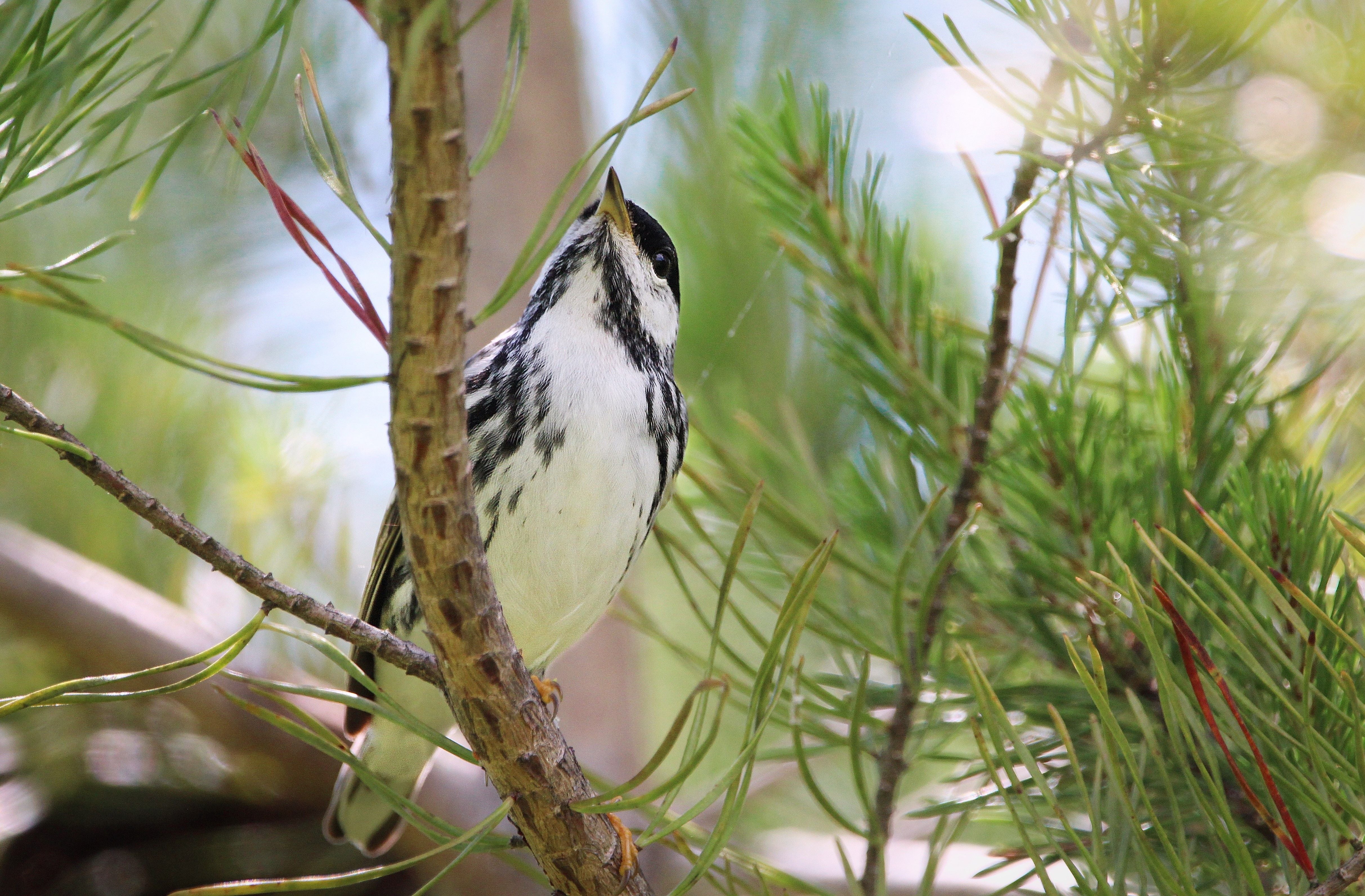 Blackpoll Warbler sitting on a branch.