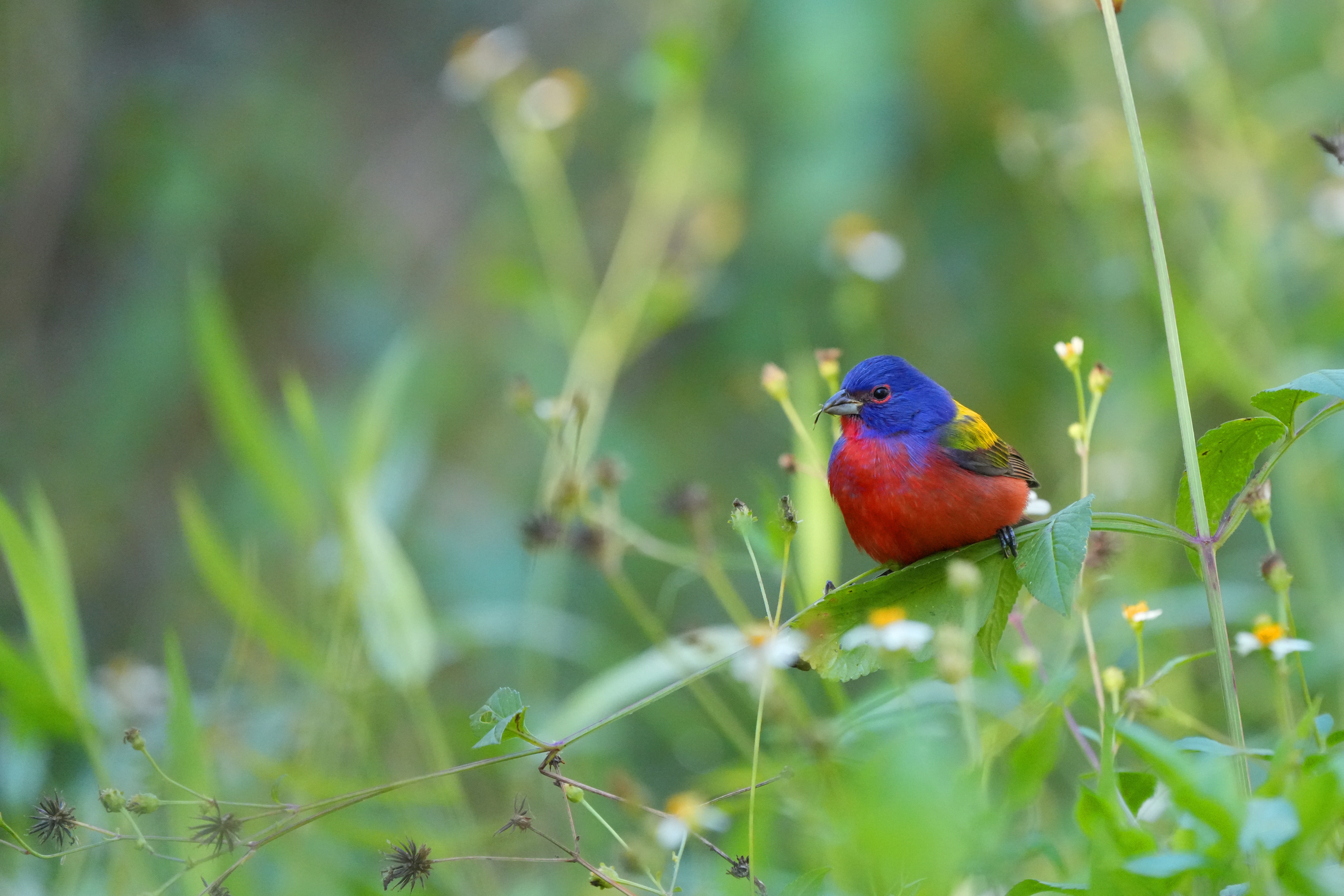 Painted Bunting
