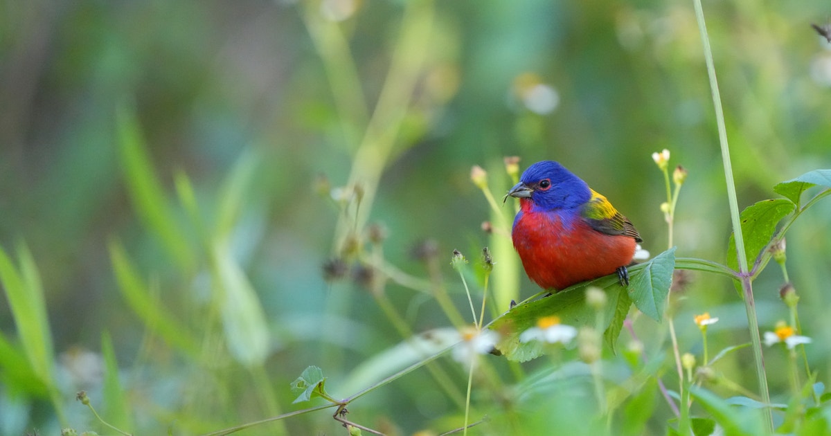 Spring Comes Alive at Trinity River Audubon Center