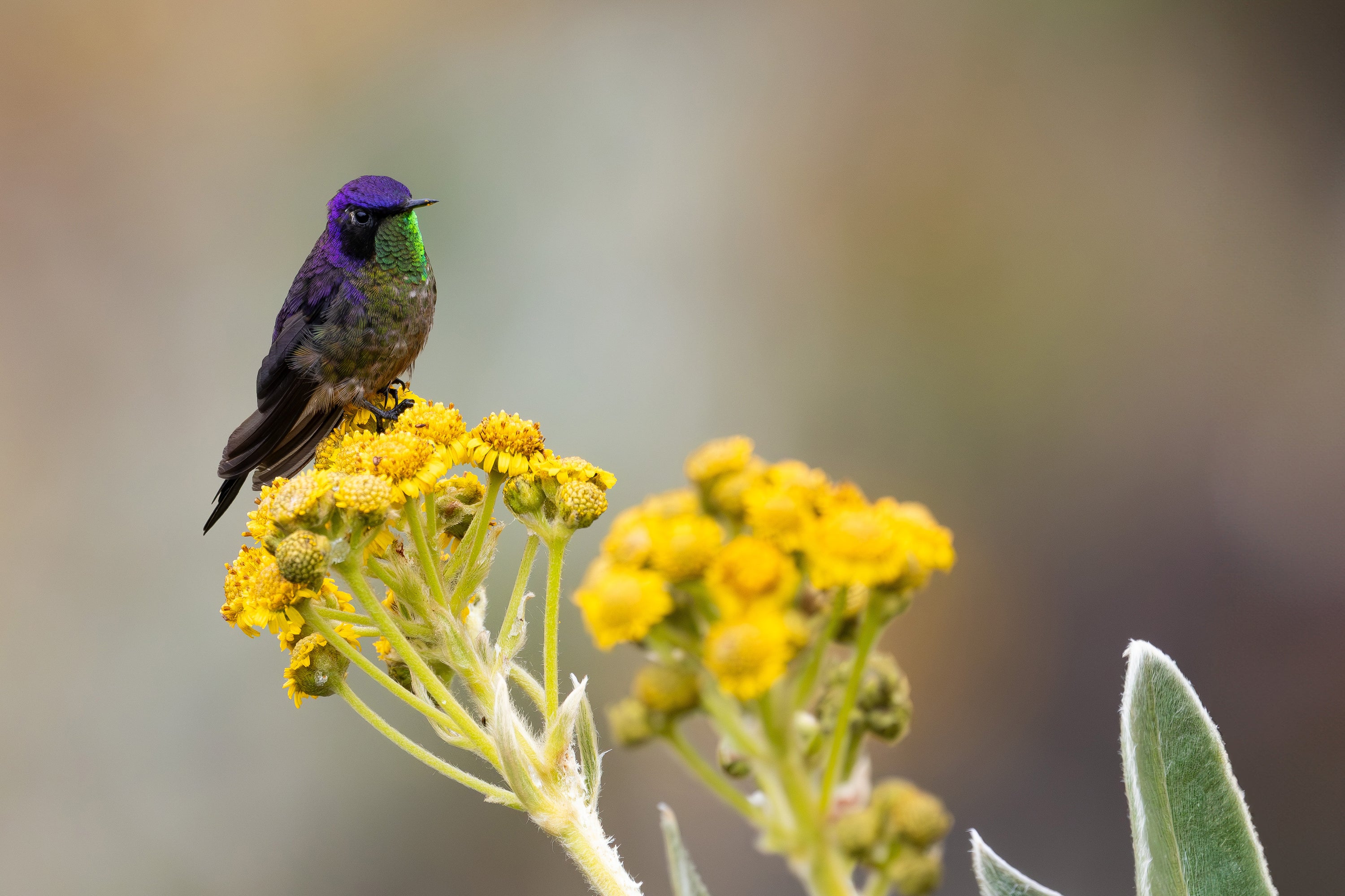 Purple-backed Thornbill on Yellow Flower