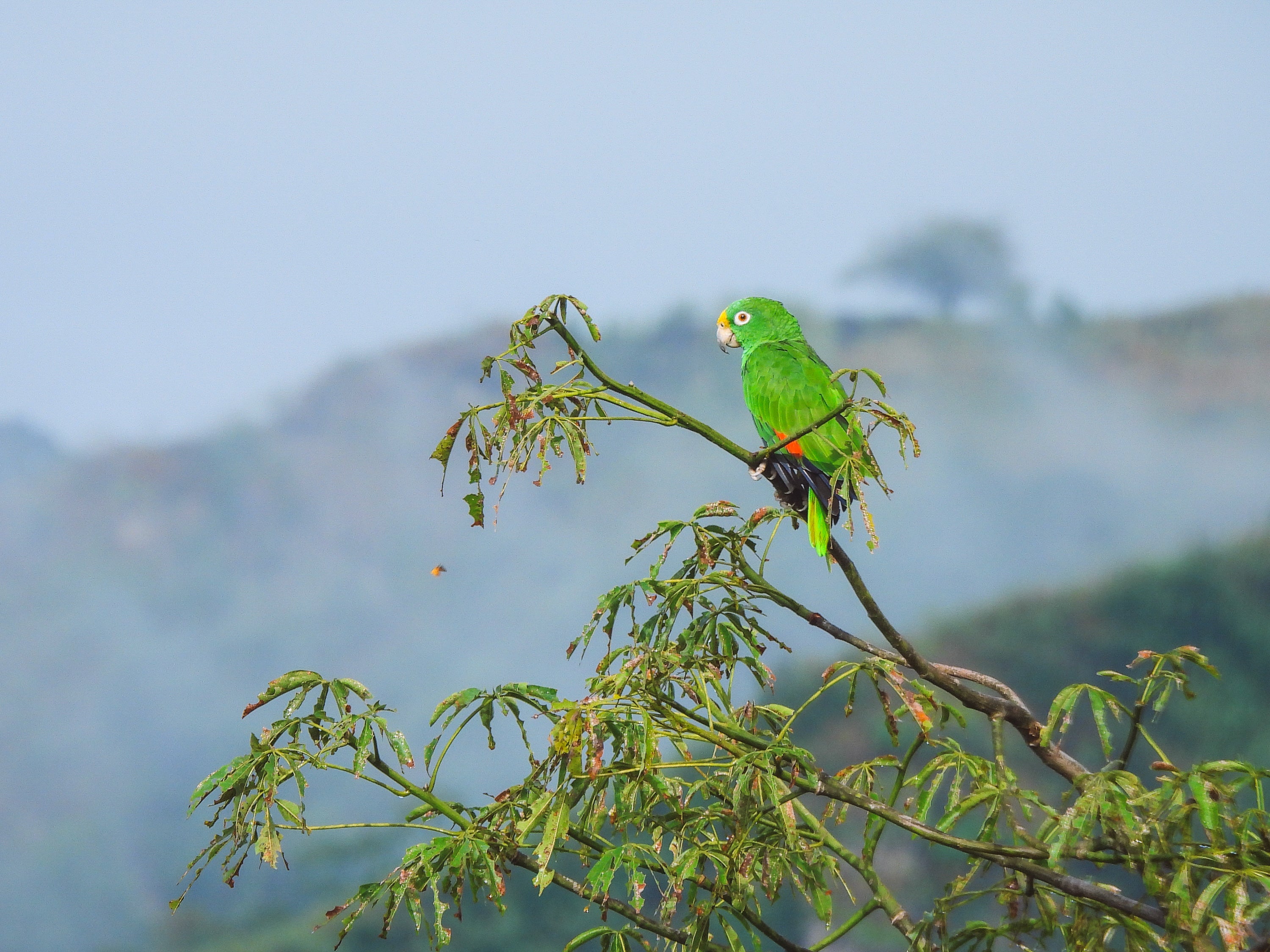 A bright green parrot perches on a plant overlooking an out-of-focus landscape.