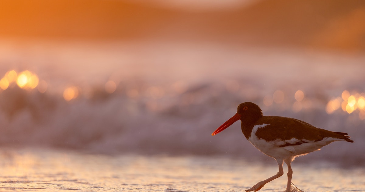 Can Saving Birds Save the Planet? Scott Weidensaul’s Case for Hope and Resilience Amid a Dire Era of Bird Loss Can Saving Birds Save the Planet? Scott Weidensaul’s Case for Hope and Resilience Amid a Dire Era of Bird Loss