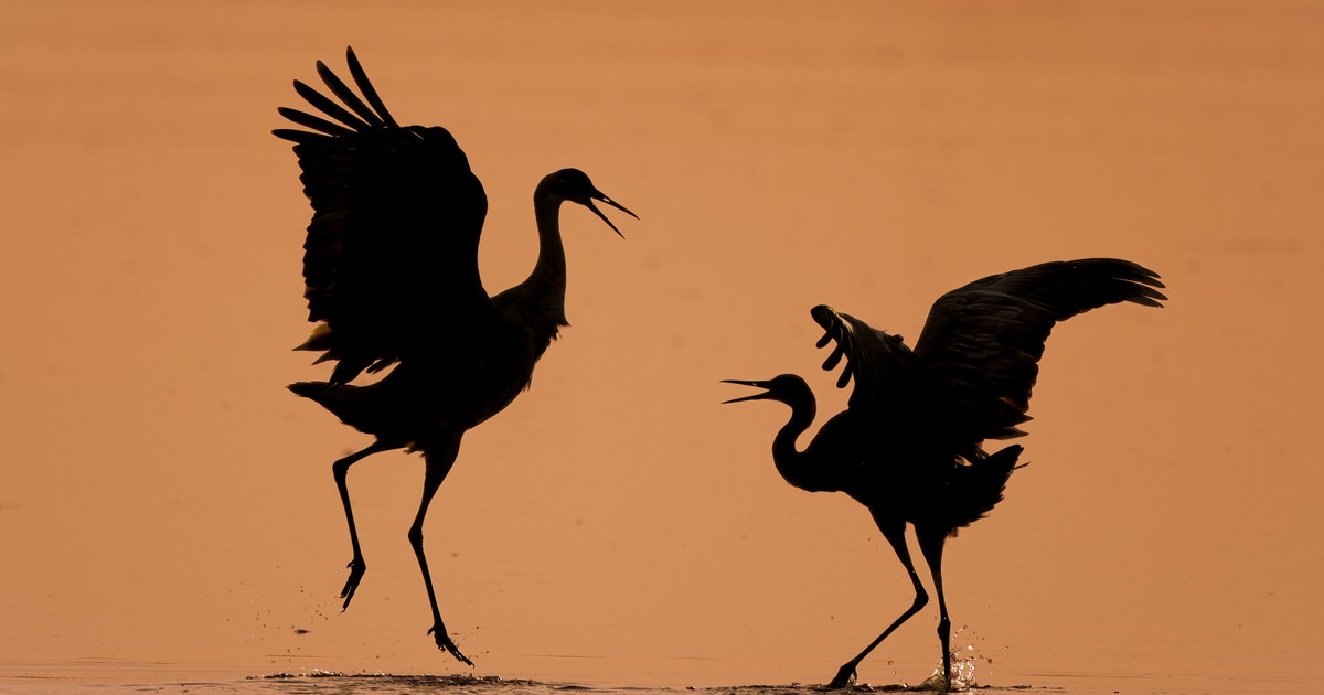 Audubon California’s 2026 State Legislative Priorities Audubon California’s 2026 State Legislative Priorities