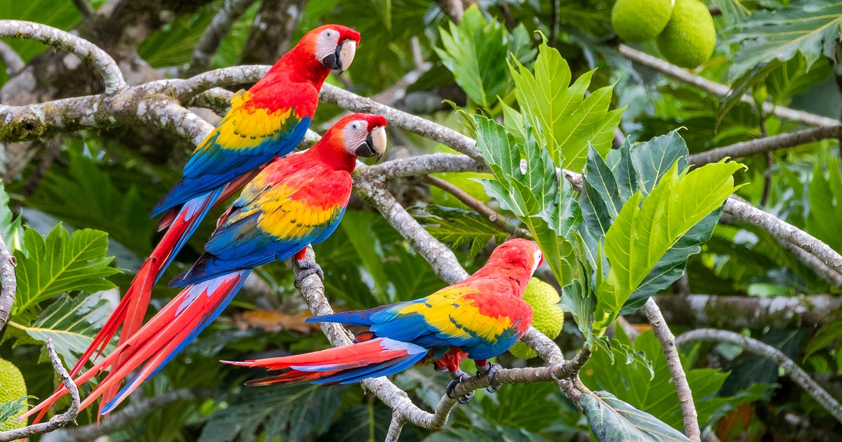 Do Birds in the Tropics Have a Breeding Season—or Do They Just Mate All of the Time?