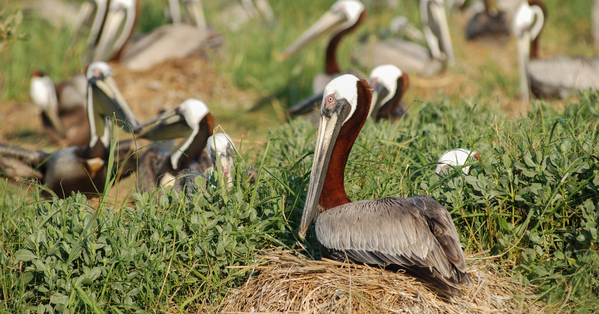 Sixteen Years Later, Gulf Birds are Still Recovering from Deepwater Horizon Oil Spill Sixteen Years Later, Gulf Birds are Still Recovering from Deepwater Horizon Oil Spill