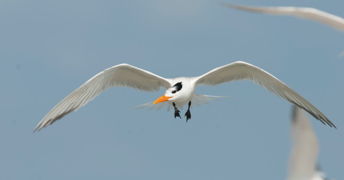 Huguenot Memorial Park Adapts to Protect Nesting Birds