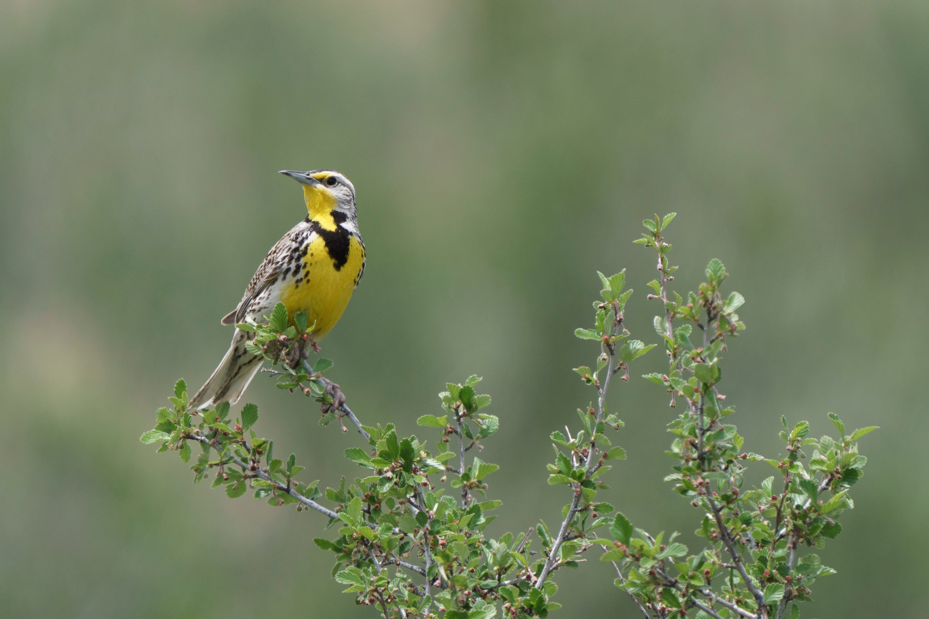 Western Meadowlark.