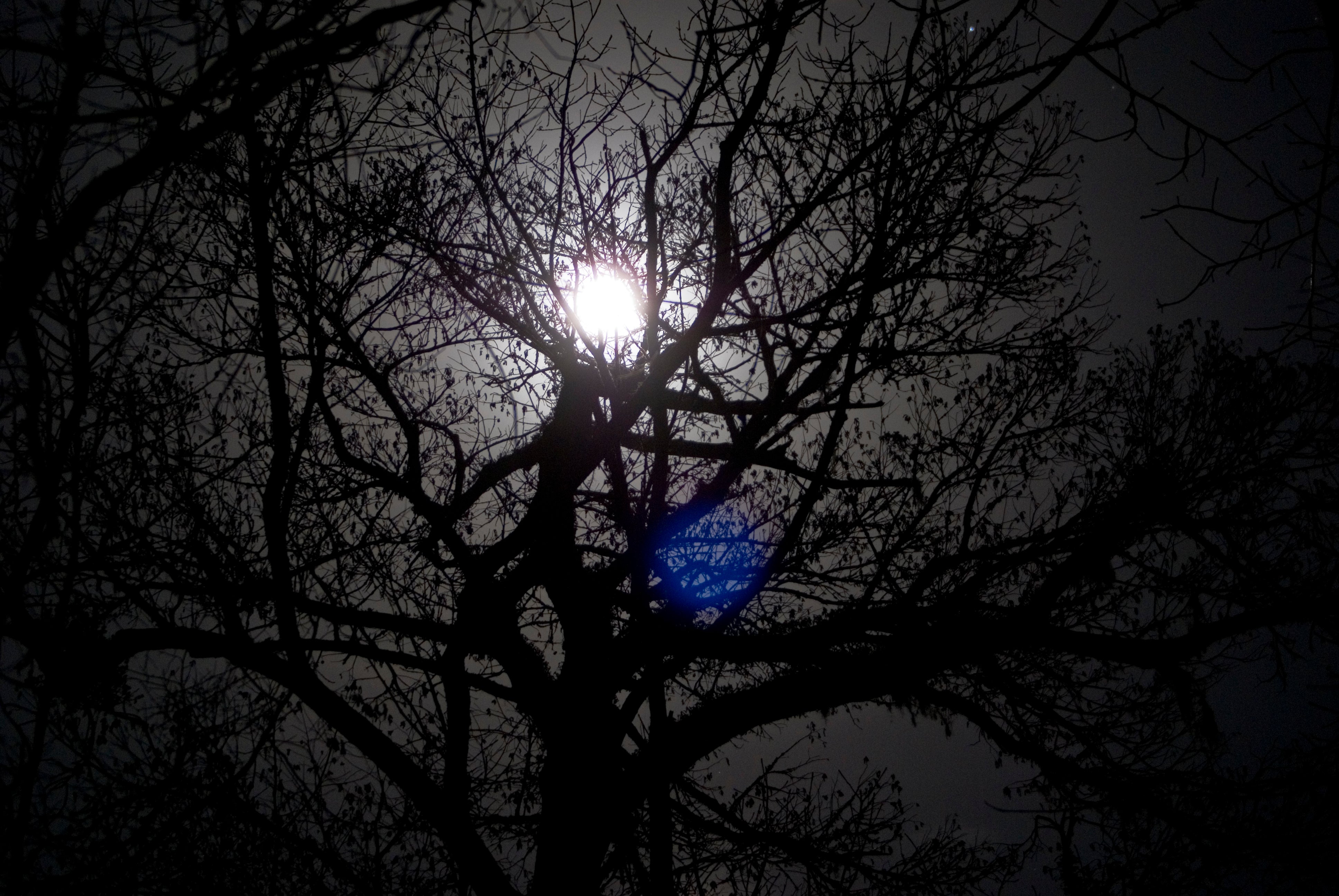 The moon rising behind the canopy of a 1,000 year old tree.